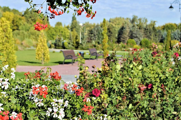 Güzel kırmızı çiçekli yeşil yaprak romantik doğayı kapatır çiçek bahçesi sakin hayat botanik güneşli bir gün  - Fotoğraf, Görsel