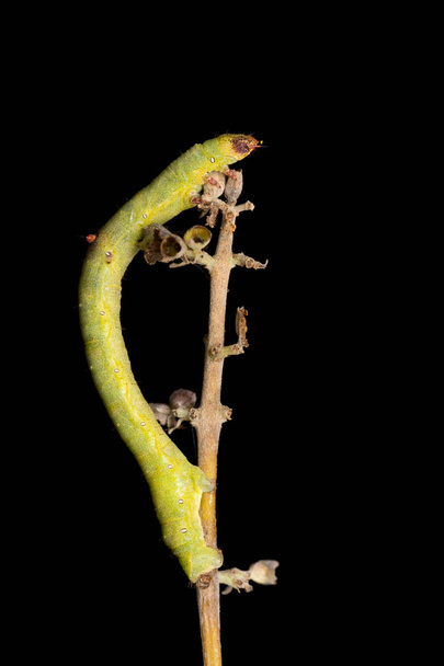 lagarta família geometridae na natureza
 - Foto, Imagem