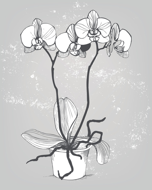 Vector sketch with decorative orchid flowers. - Vettoriali, immagini