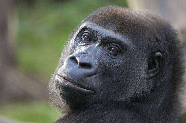Mirada soñadora de un gran gorila negro
 - Foto, imagen