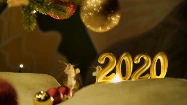 İki meraklı küçük sıçan. 2020 Yeni Yıl Sembolü. - Video, Çekim