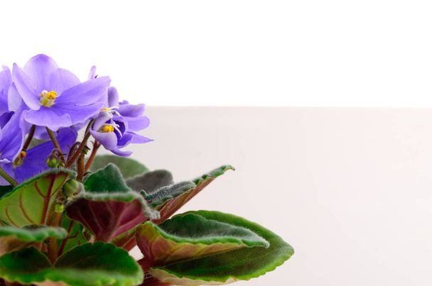 Violets beautiful flowers, background. - Φωτογραφία, εικόνα