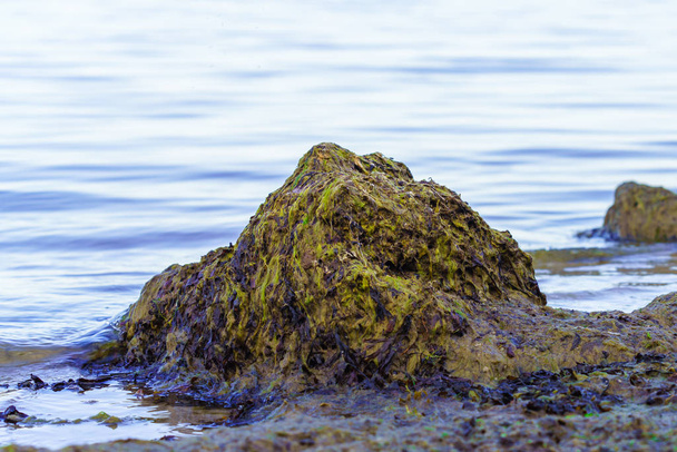 alghe mostra le erbacce acquatiche risciacquate, mucchi di erbacce verde-marrone sul bordo dell'acqua del Mar Baltico
 - Foto, immagini