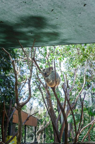 Piękne zbliżenie uroczego misia koala siedzącego na drzewie eukaliptusowym. Dzikie zwierzęta w naturze. Queensland, Australia. - Zdjęcie, obraz