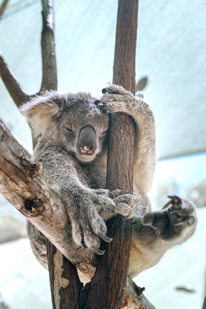 Красивый крупный план милого медведя коалы, сидящего на эвкалиптовом дереве. Дикие животные в природе. Квинсленд, Австралия
. - Фото, изображение