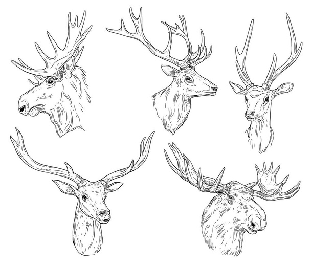 Wild elk, deer with antlers sketch - Vector, imagen