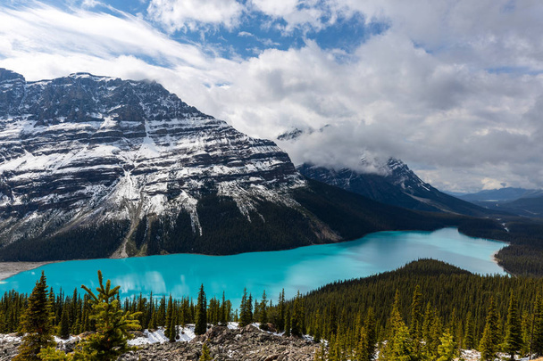 Jezioro Peyto w Górach Skalistych Parku Narodowego Banff w Kanadzie - Zdjęcie, obraz