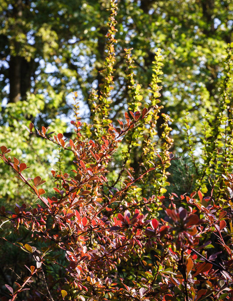 brown barberry branches with leaves and sharp spikes and fruits, green garden background at the back - Photo, Image