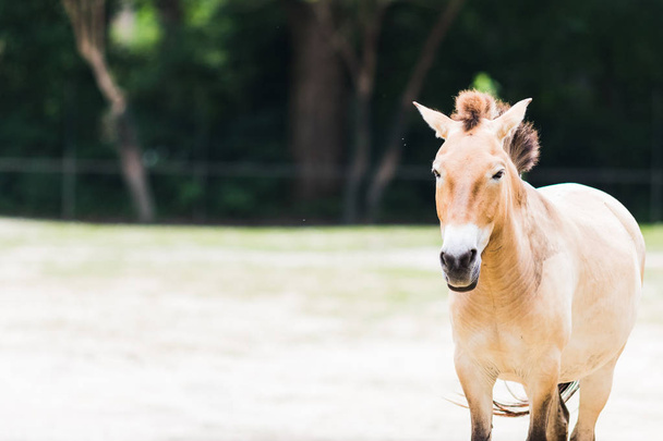 Przewalski's wild horse (Equus ferus przewalskii) in the field. - Photo, Image