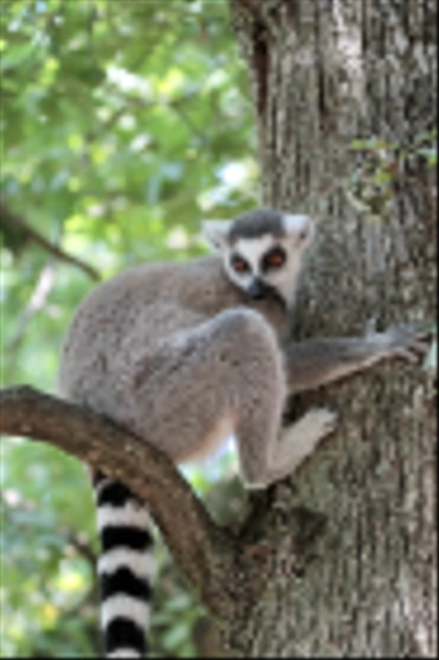 Lemur catta (maki) de Madagáscar
 - Foto, Imagem