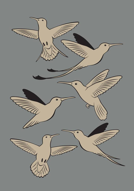colibrí pájaro
 - Vector, imagen
