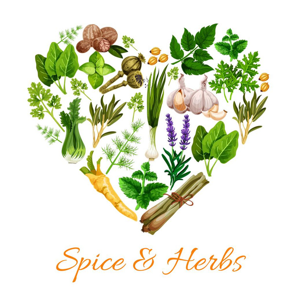 Culinary herbs and spices, seasonings - Vector, Image