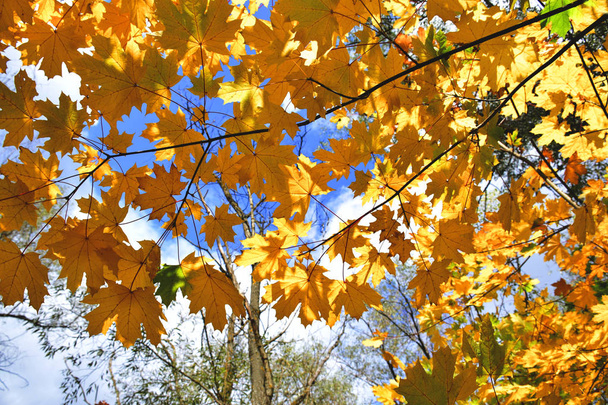 Autumn leaves under a sunny blue sky - Фото, изображение