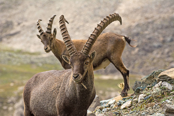 Wild ibex in the italian Alps. Gran Paradiso National Park, Italy - Fotó, kép