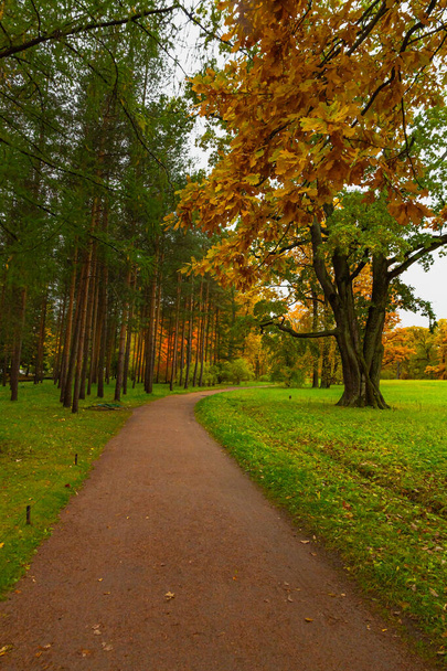 Осінь в лісі. Прогулянка в парку. Санкт-Петербург. - Фото, зображення