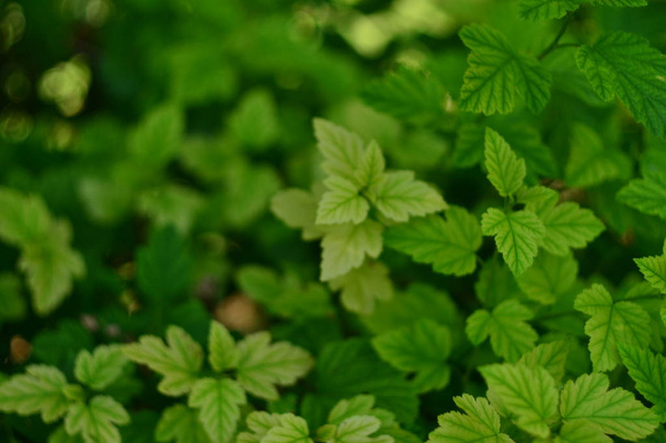 Bright green leaves of a bush in the summer, background, bokeh - Fotografie, Obrázek
