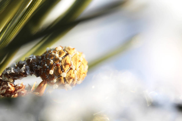 Makroaufnahme eines kleinen Kiefernzapfens in grüner Kiefer im Winter auf defokussiertem Hintergrund. - Foto, Bild
