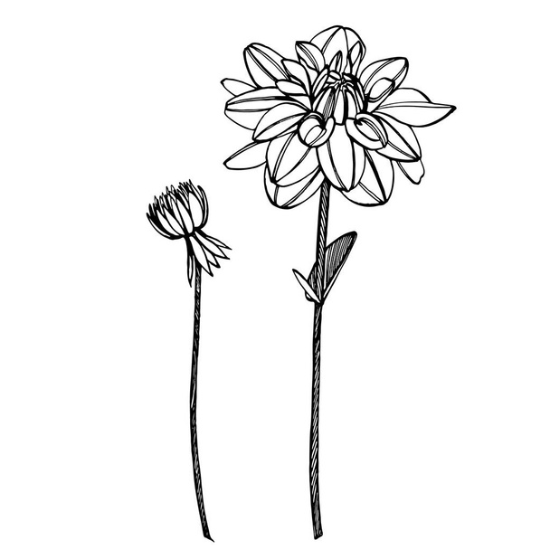 Hand-drawn ink dahlias. Floral elements. Graphic flowers illustrations. Botanical plant illustration. Vintage medicinal herbs sketch set of ink hand drawn medical herbs and plants sketch - Vetor, Imagem