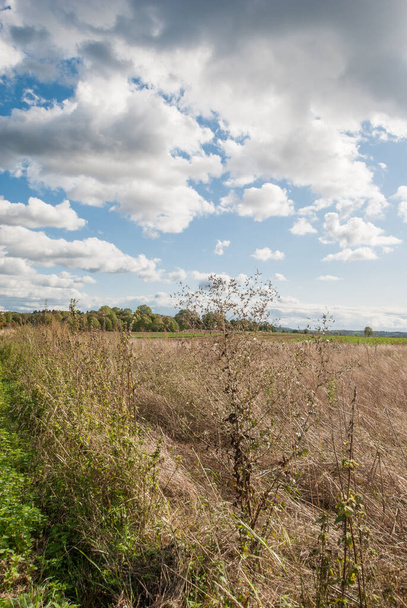 Céu nublado sobre uma borda de campo em outubro
. - Foto, Imagem