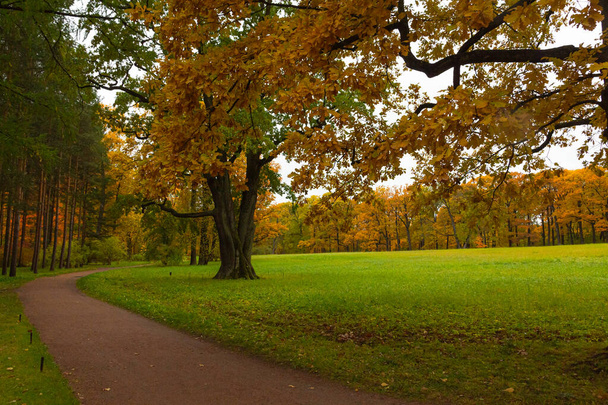 Φθινόπωρο στο δάσος. Περπάτα στο πάρκο. Αγία Πετρούπολη. - Φωτογραφία, εικόνα