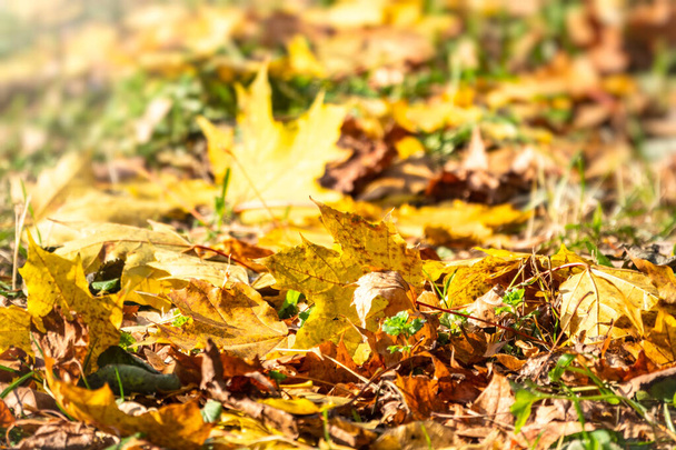 Orange and yellow fallen leaves in the sunlight. - Photo, Image