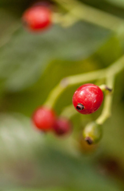 Glanzende wilde koffie Psychotria nervosa Rubiaceae - Foto, afbeelding