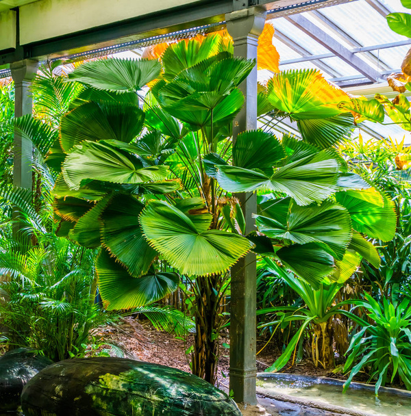 palmier ventilateur chinois dans un jardin tropical, fond de jardin exotique
 - Photo, image