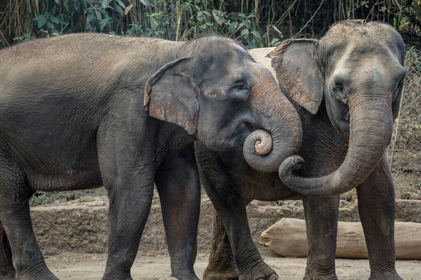 Dois elefantes estão curtindo o dia juntos. Na Indonésia, elefantes são encontrados na ilha de Sumatra. Elefantes na Indonésia estão incluídos no tipo de elefante asiático - Foto, Imagem