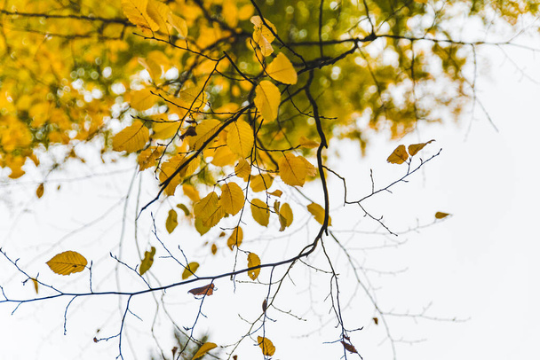 pohled na větev stromů se žlutými listy podzimní podzim - Fotografie, Obrázek