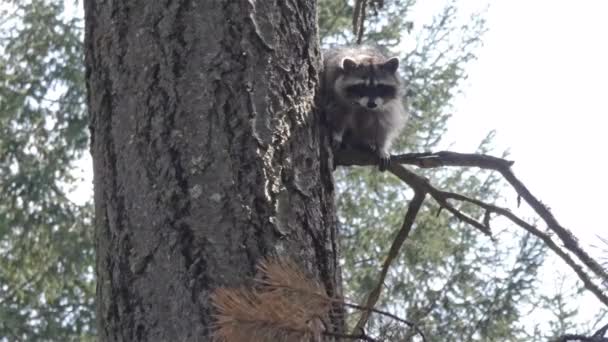 kleine harige wasbeer hoog in een dennenboom neerkijkend van boven - Video