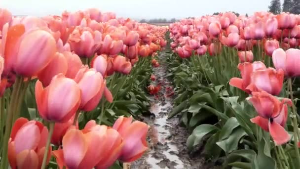 muchos tulipanes rosa claro con un hueco
 - Imágenes, Vídeo