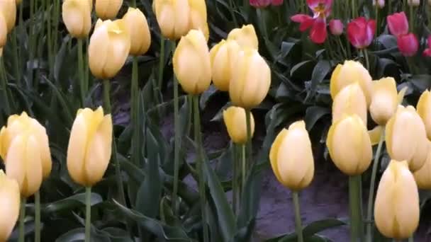 tulipanes de color amarillo claro y rosa en una feild fangosa
 - Imágenes, Vídeo