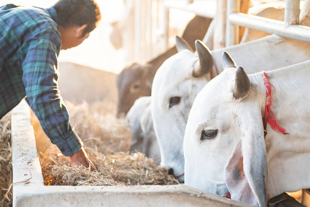 Ασιάτης αγρότης ταΐζοντας άχυρο ρυζιού για αγελάδα - Φωτογραφία, εικόνα