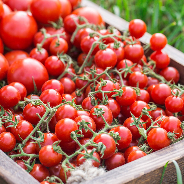 Ripe tomatoes on a wooden tray. On the grass - Foto, Imagen