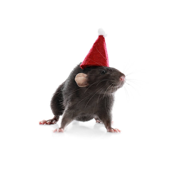 Cute little rat in Santa hat on white background. Chinese New Year symbol - Foto, Imagem