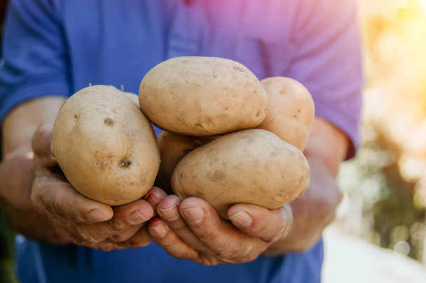 agricultor con la cosecha de patatas en sus manos
 - Foto, imagen