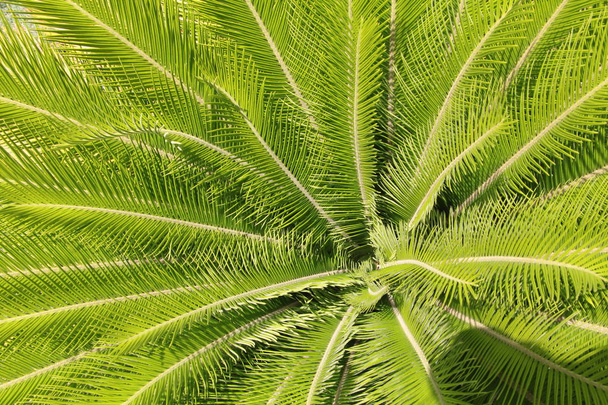 details of coconut palm tree leaf, ideal for green texture backg - Photo, Image