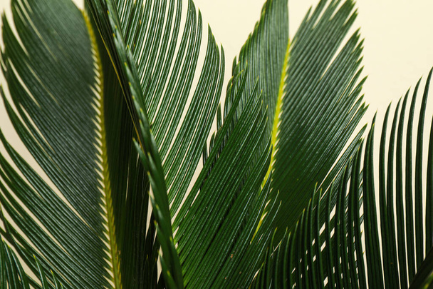Tropical leaves on beige background, closeup. Stylish interior element - Фото, зображення