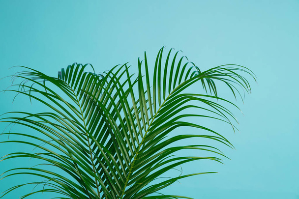 Тропические листья на синем фоне. Стильный элемент интерьера
 - Фото, изображение