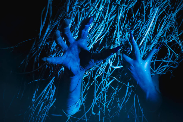 Scary witch hands with claws reaching out from woods. Halloween concept. - Photo, Image