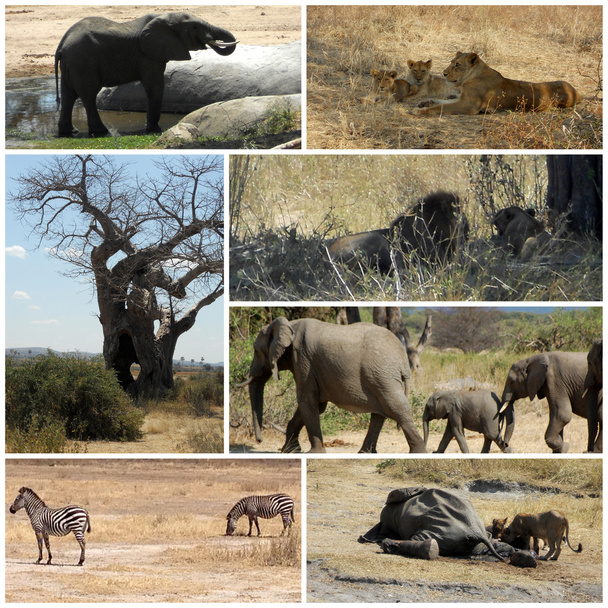 Bilder aus der Savanne - Tansania - Afrika - Foto, Bild