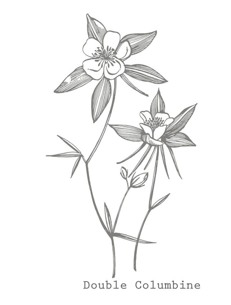Double Columbine flowers. Collection of hand drawn flowers and plants. Botany. Set. Vintage flowers. Black and white illustration in the style of engravings. - Вектор,изображение