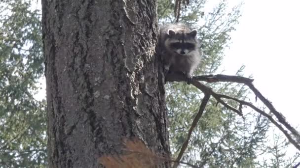 kleine harige wasbeer hoog in een dennenboom neerkijkend van boven - Video