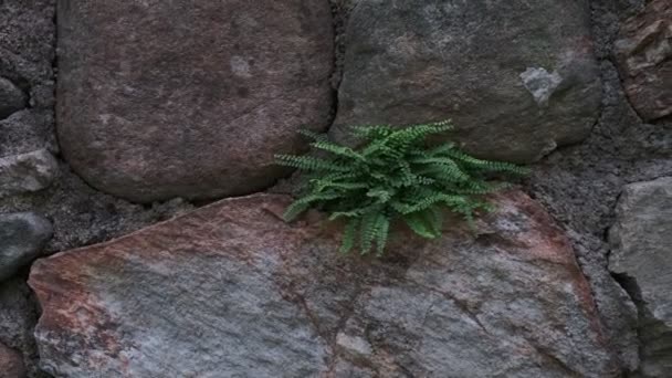 Lush green fern growing on old stone wall - Footage, Video