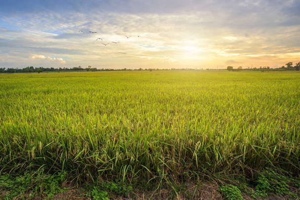 Hermoso campo de maíz verde con fondo cielo puesta del sol
. - Foto, imagen