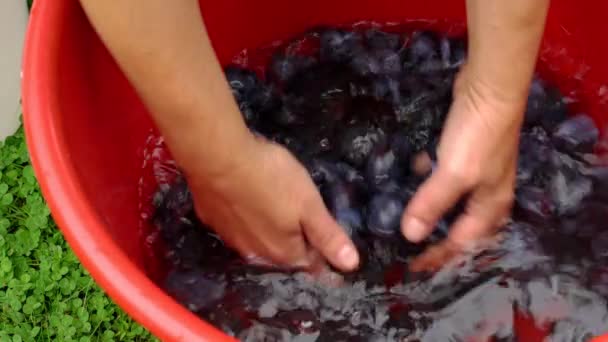 Vecchio modo di fare marmellata da prugne biologiche-lavaggio
 - Filmati, video