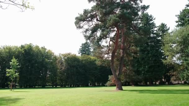 Majestic πεύκο σε δημόσιο πάρκο - Πλάνα, βίντεο