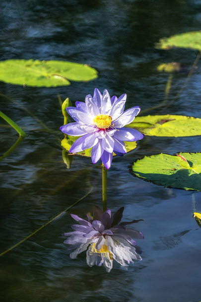 lotusbloem in halfgewonnen tuin - Foto, afbeelding