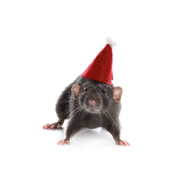 Cute little rat in Santa hat on white background. Chinese New Year symbol - Photo, Image