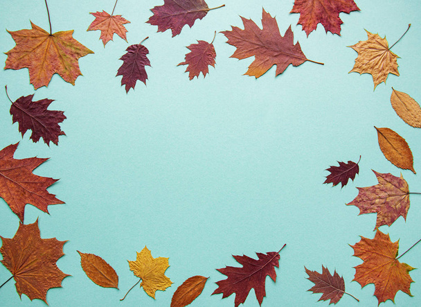 Autumn composition with leaves - Fotografie, Obrázek